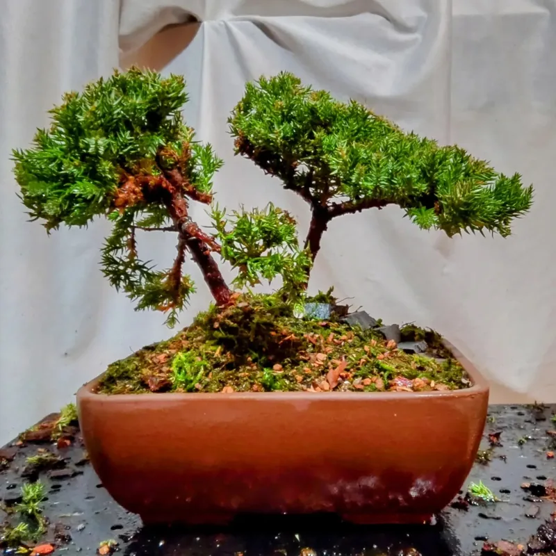 A juniper bonsai with two green canopies in a shallow clay pot.