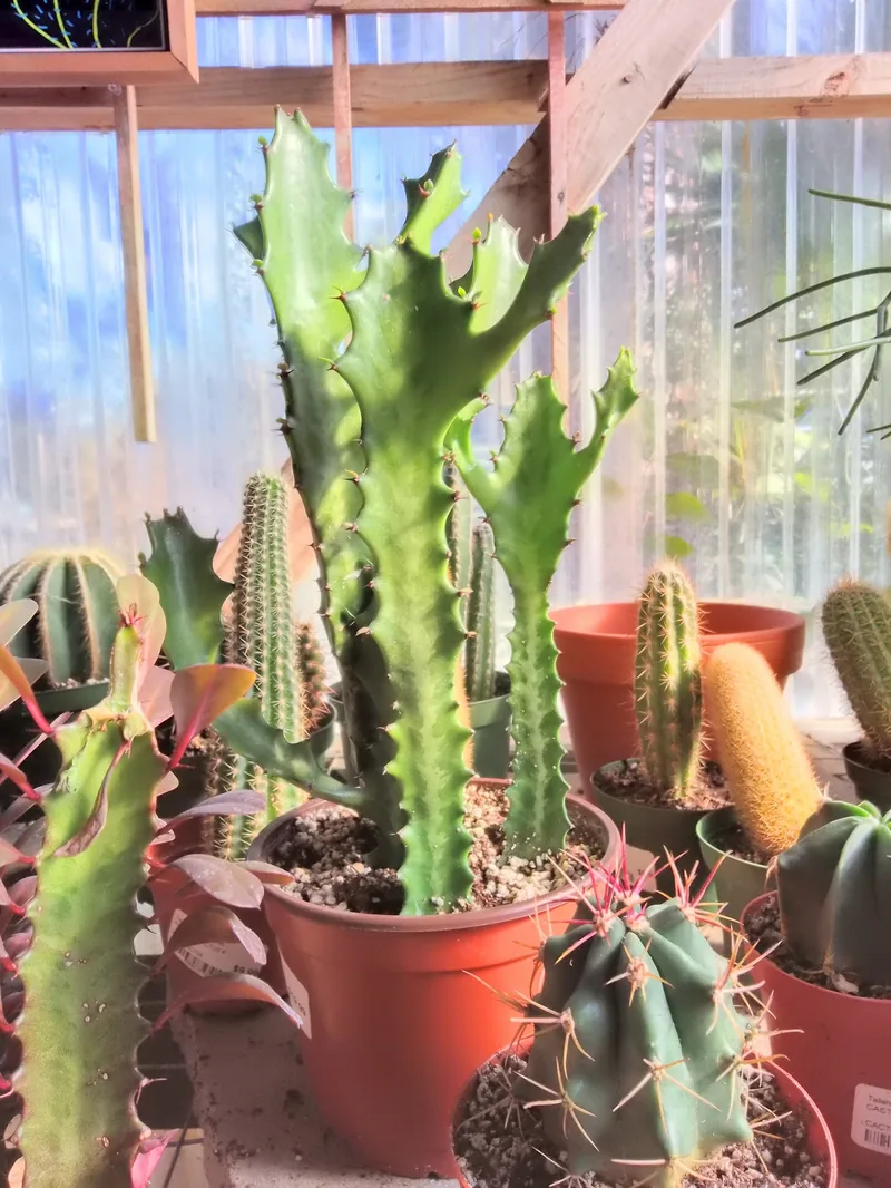 Potted cacti and euphorbia crowded together on a greenhouse shelf.