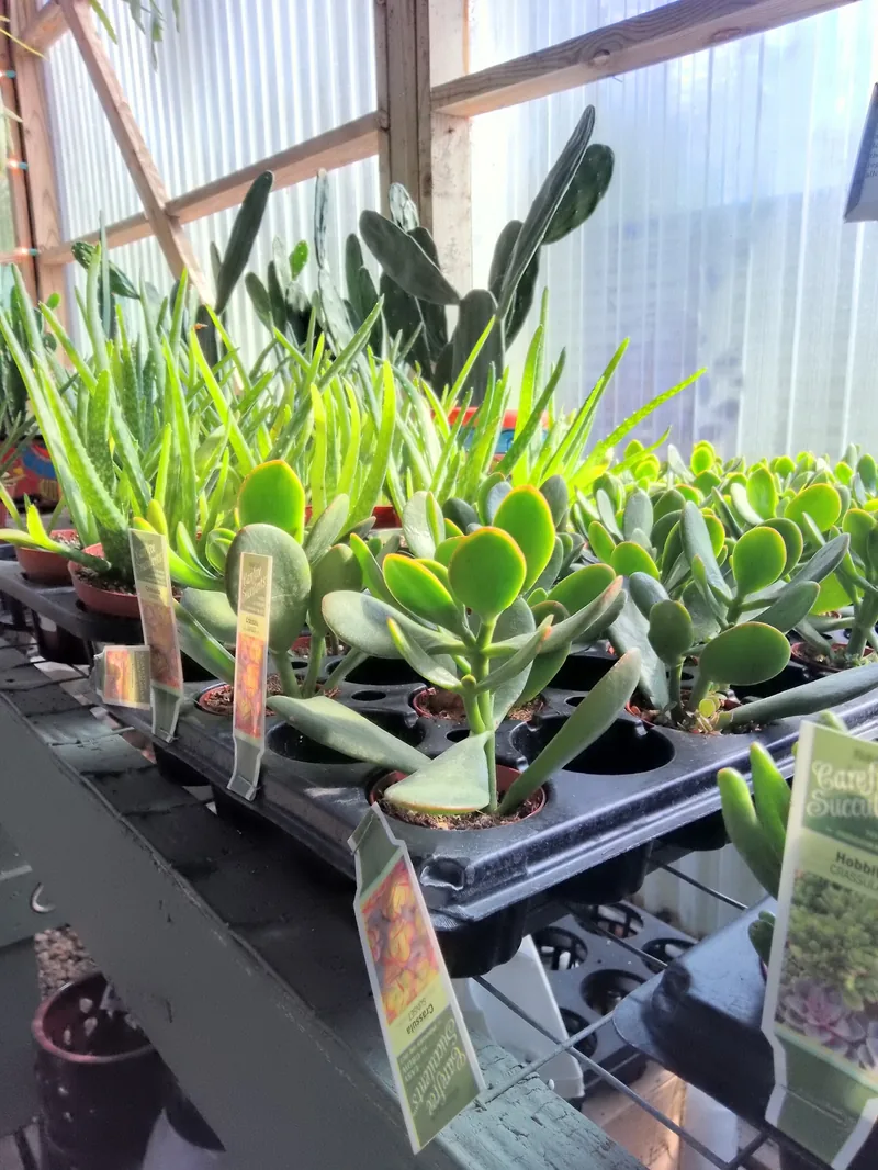 Trays of jade plants and aloe on a greenhouse bench in the sun.